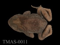 藏品(盤古蟾蜍)的圖片